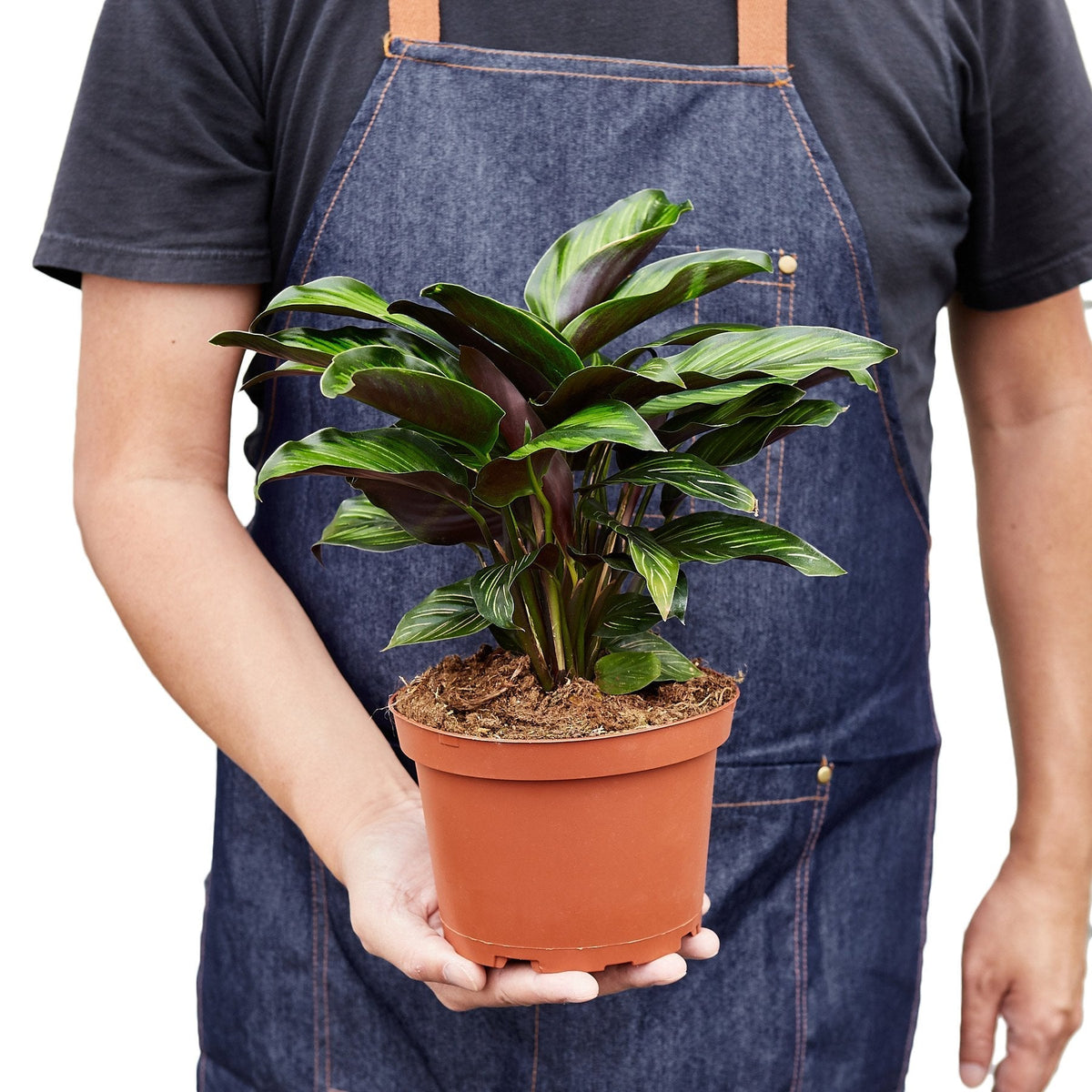 Calathea