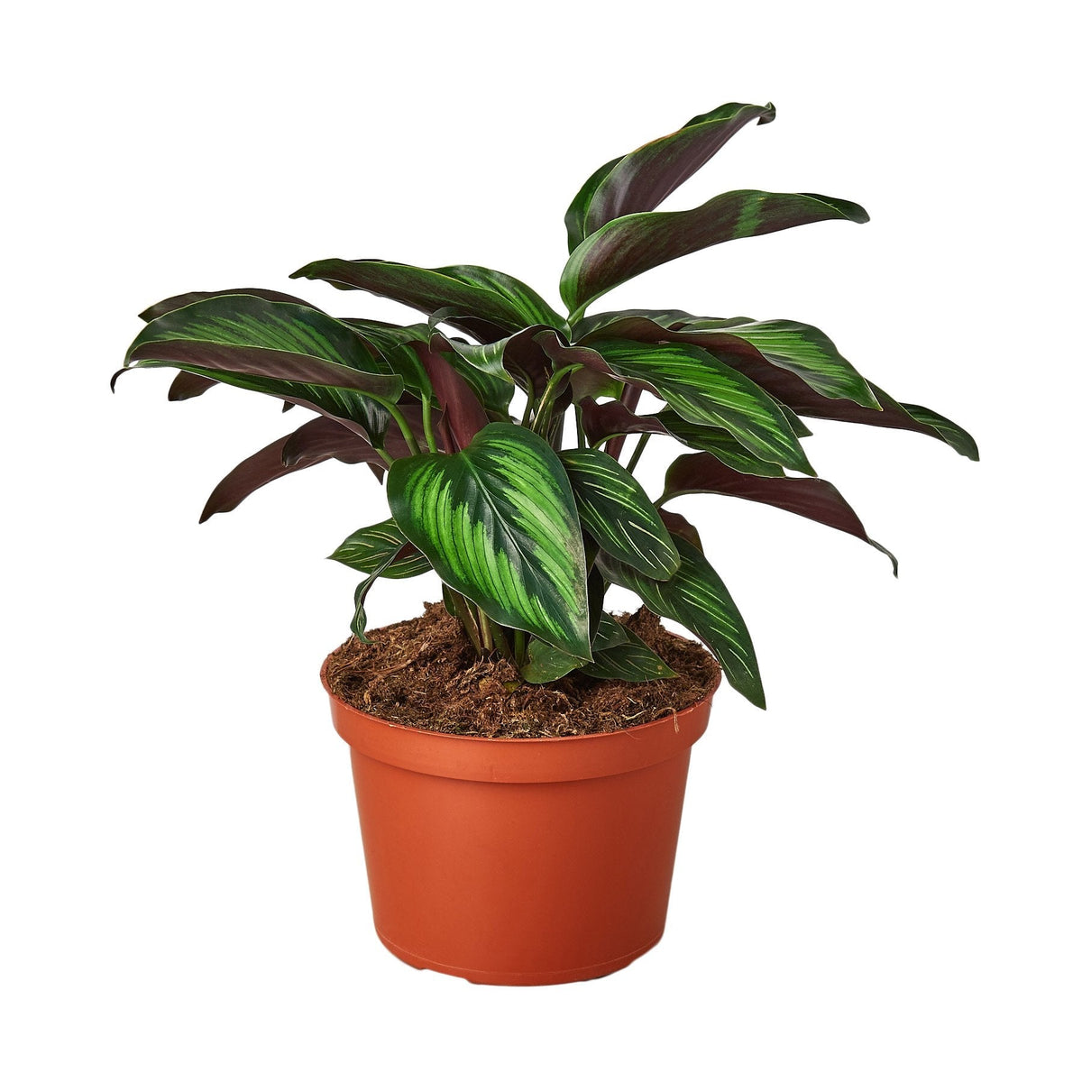 Calathea