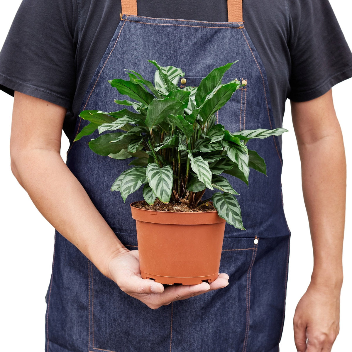 Calathea Concinna