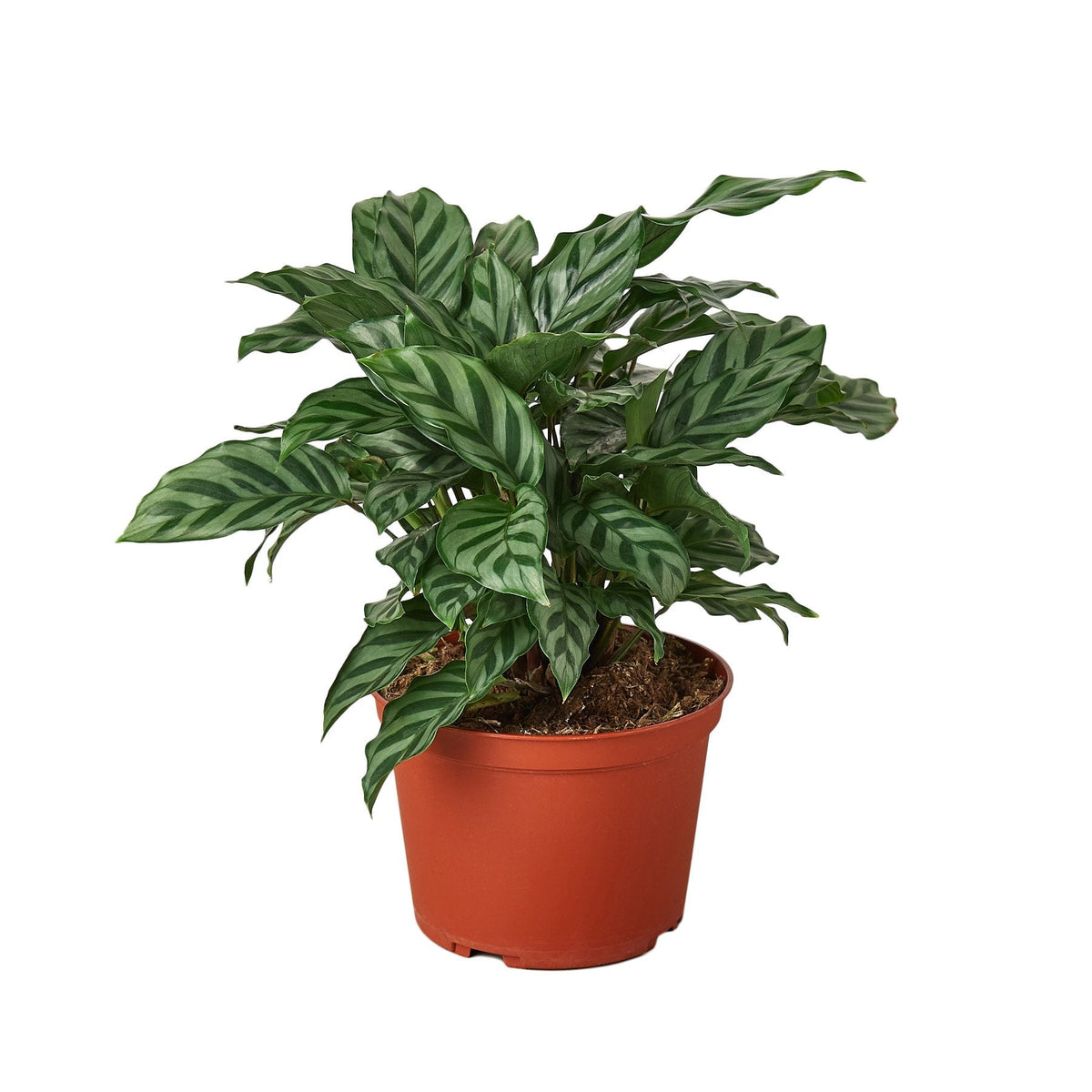Calathea Concinna