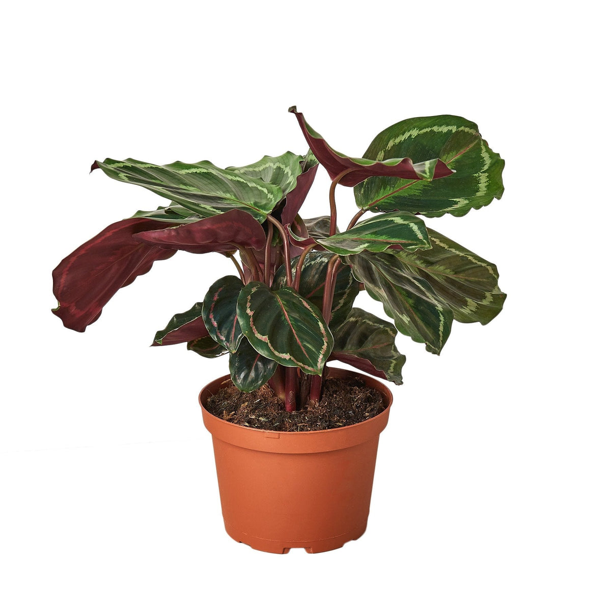Calathea Roseopicta