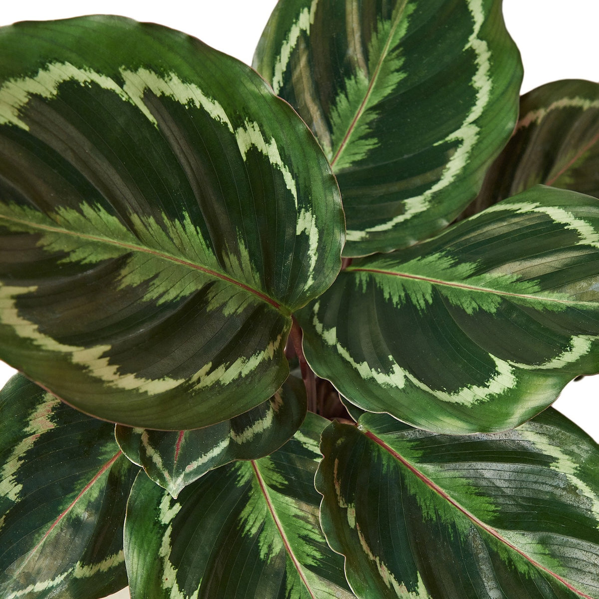 Calathea Roseopicta