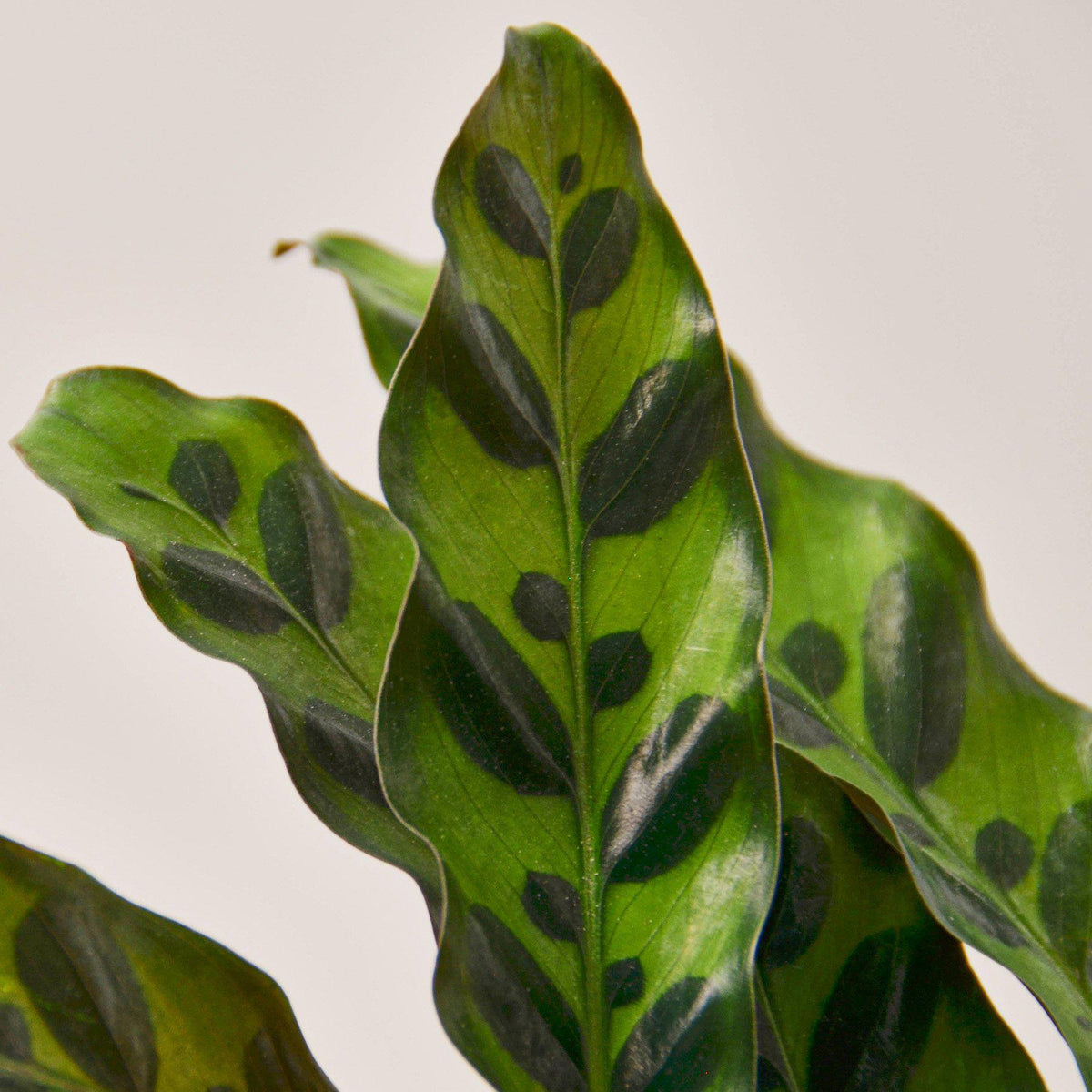 Calathea Rattlesnake