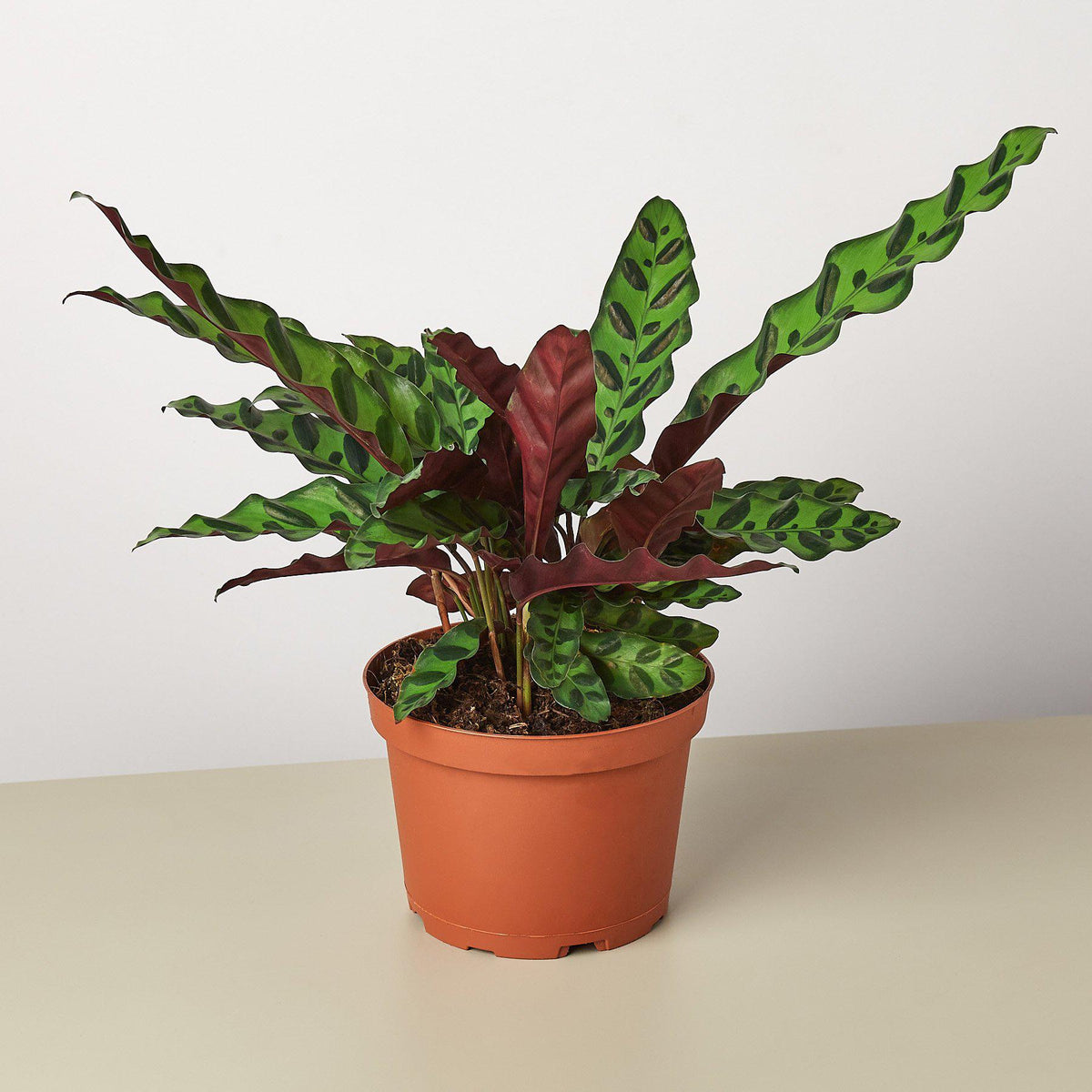 Calathea Rattlesnake