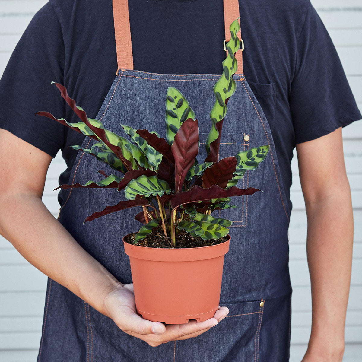 Calathea Rattlesnake