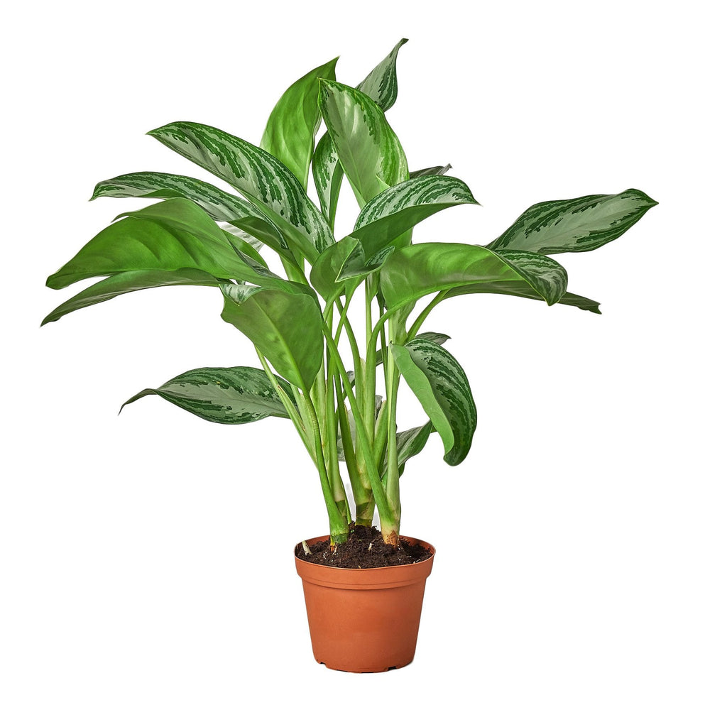 Chinese Evergreen