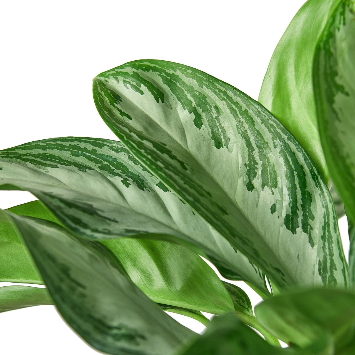 Chinese Evergreen