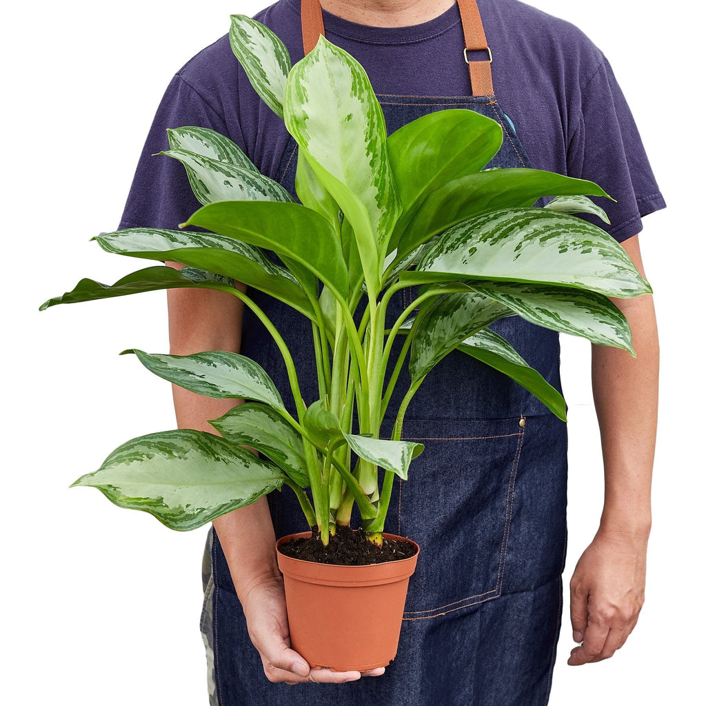 Chinese Evergreen