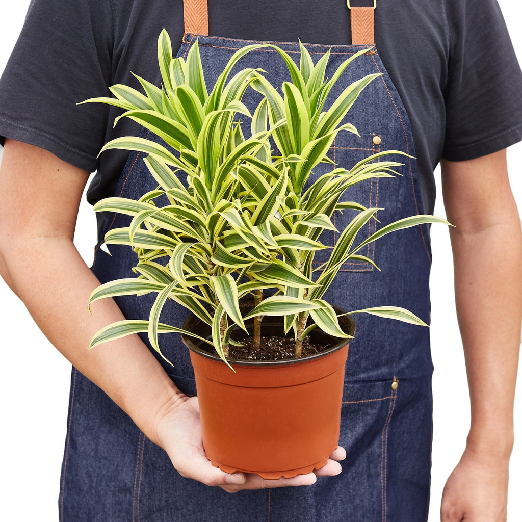 Dracaena