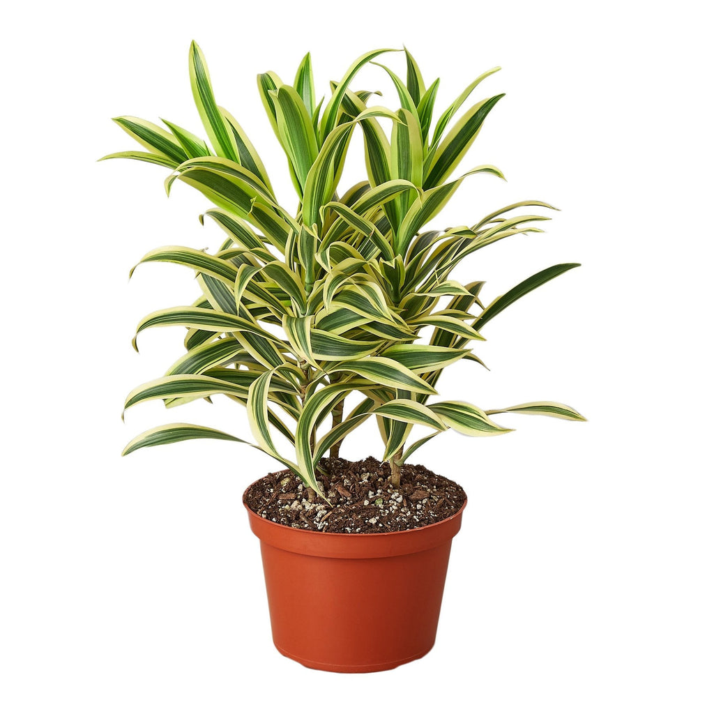 Dracaena