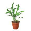 Fern 'Blue Star' - 4" Pot