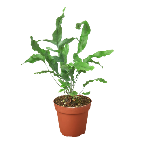 Fern 'Blue Star' - 4" Pot