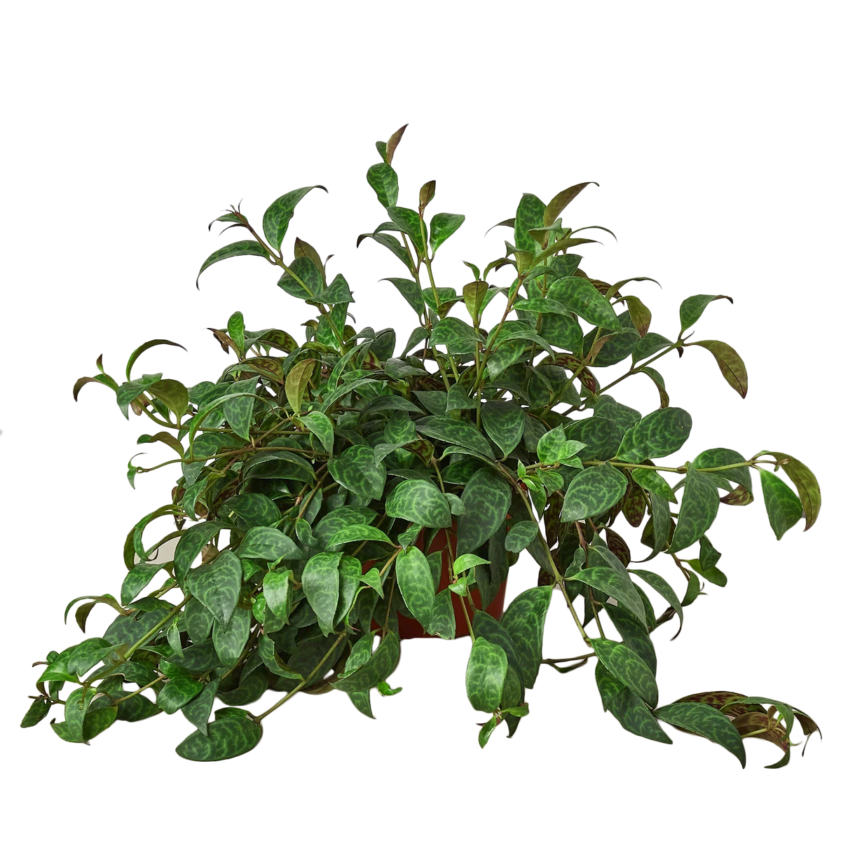 Lipstick Plant