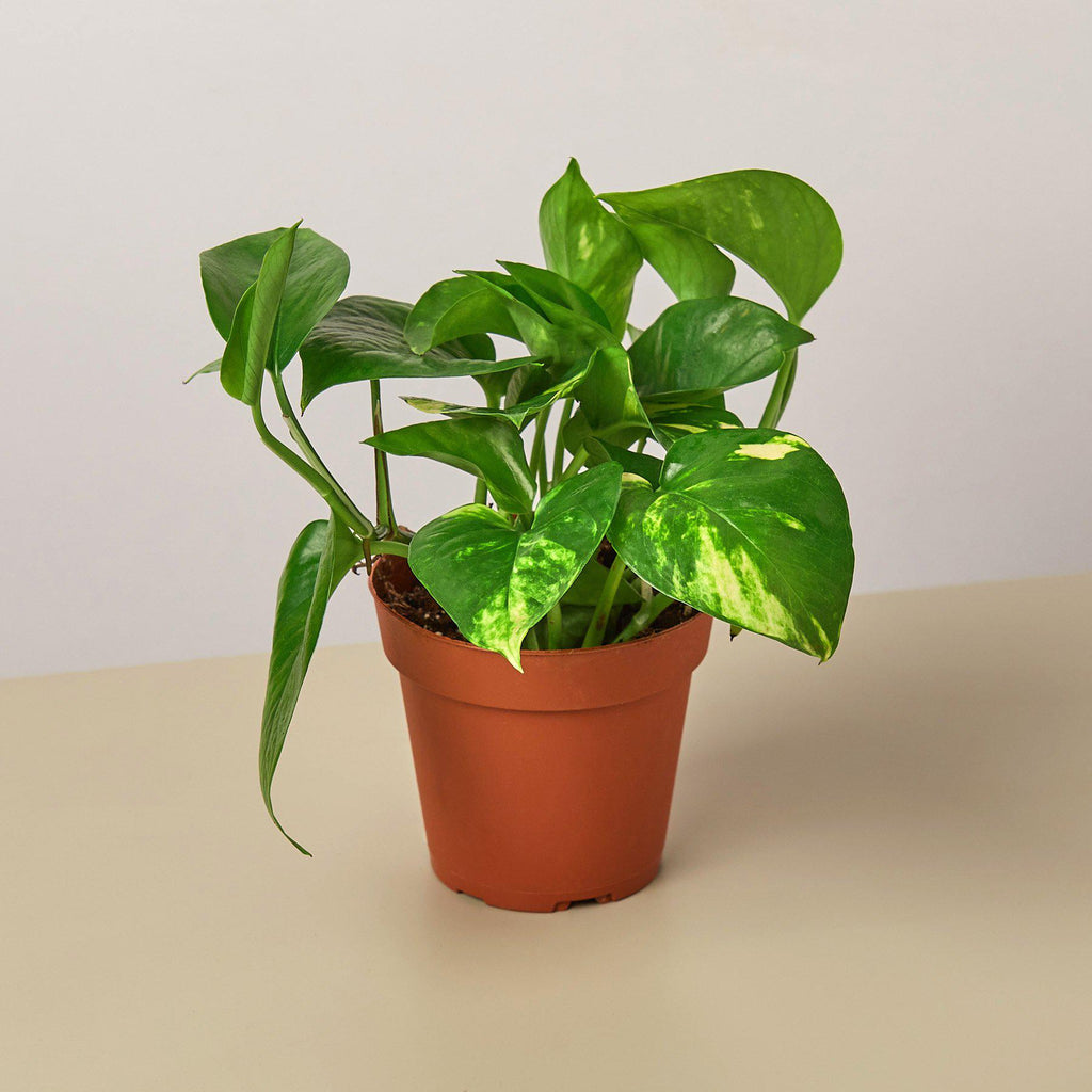 Pothos 'Golden' - 4" Pot