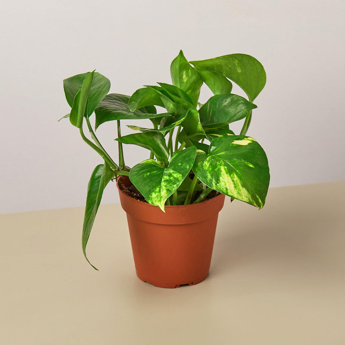 Pothos 'Golden' - 4" Pot