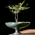 Small potted plant on a decorative ceramic dish against a dark background