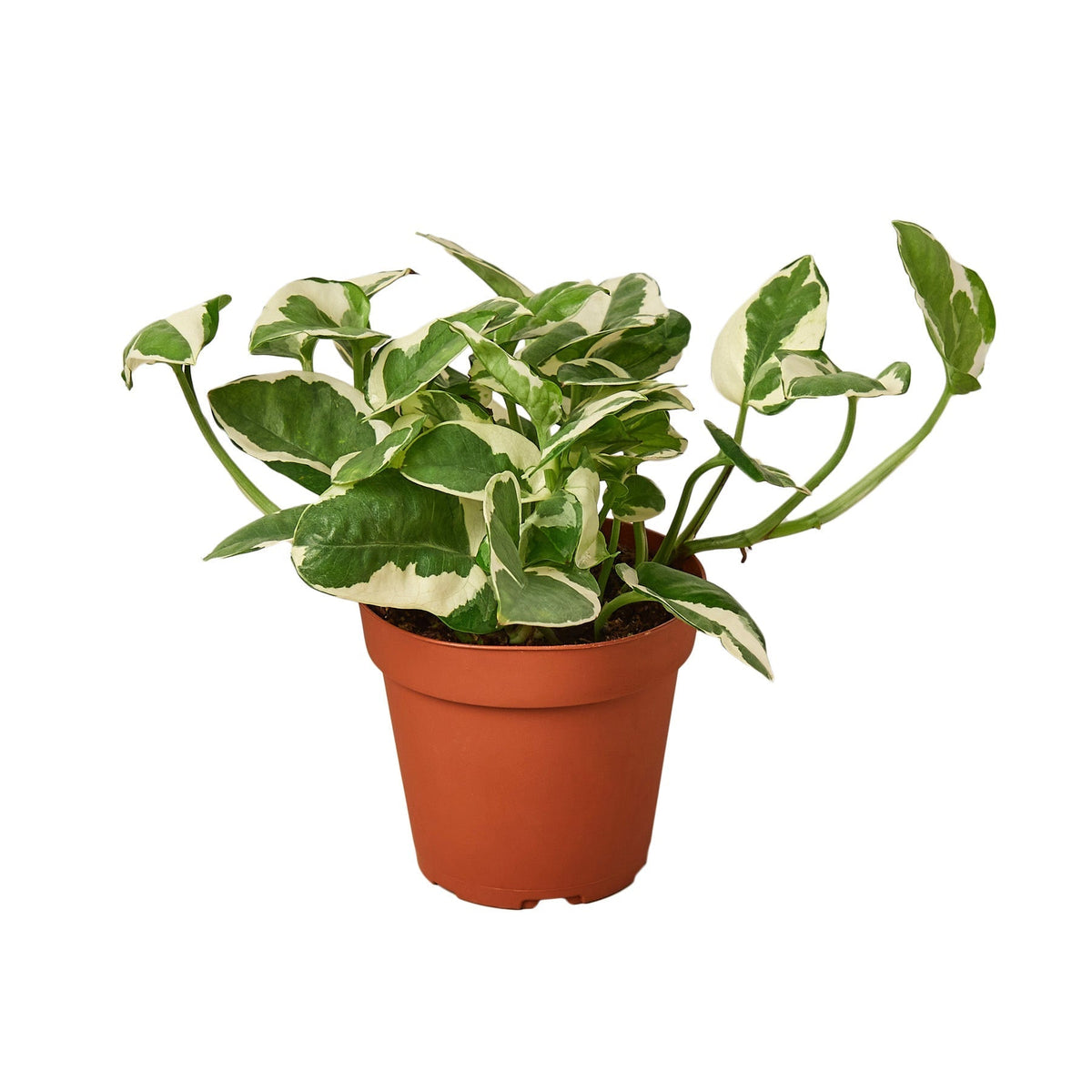 Pothos 'N'joy' - 4" Pot