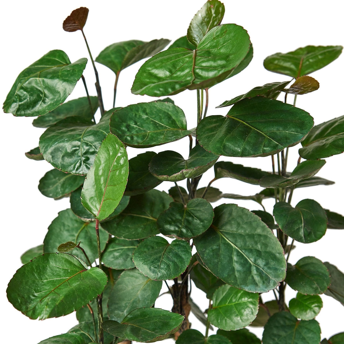 Aralia Fabian Stump