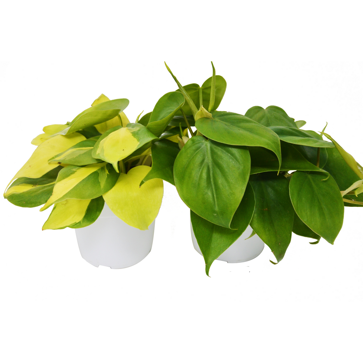 2 Philodendron Variety Pack