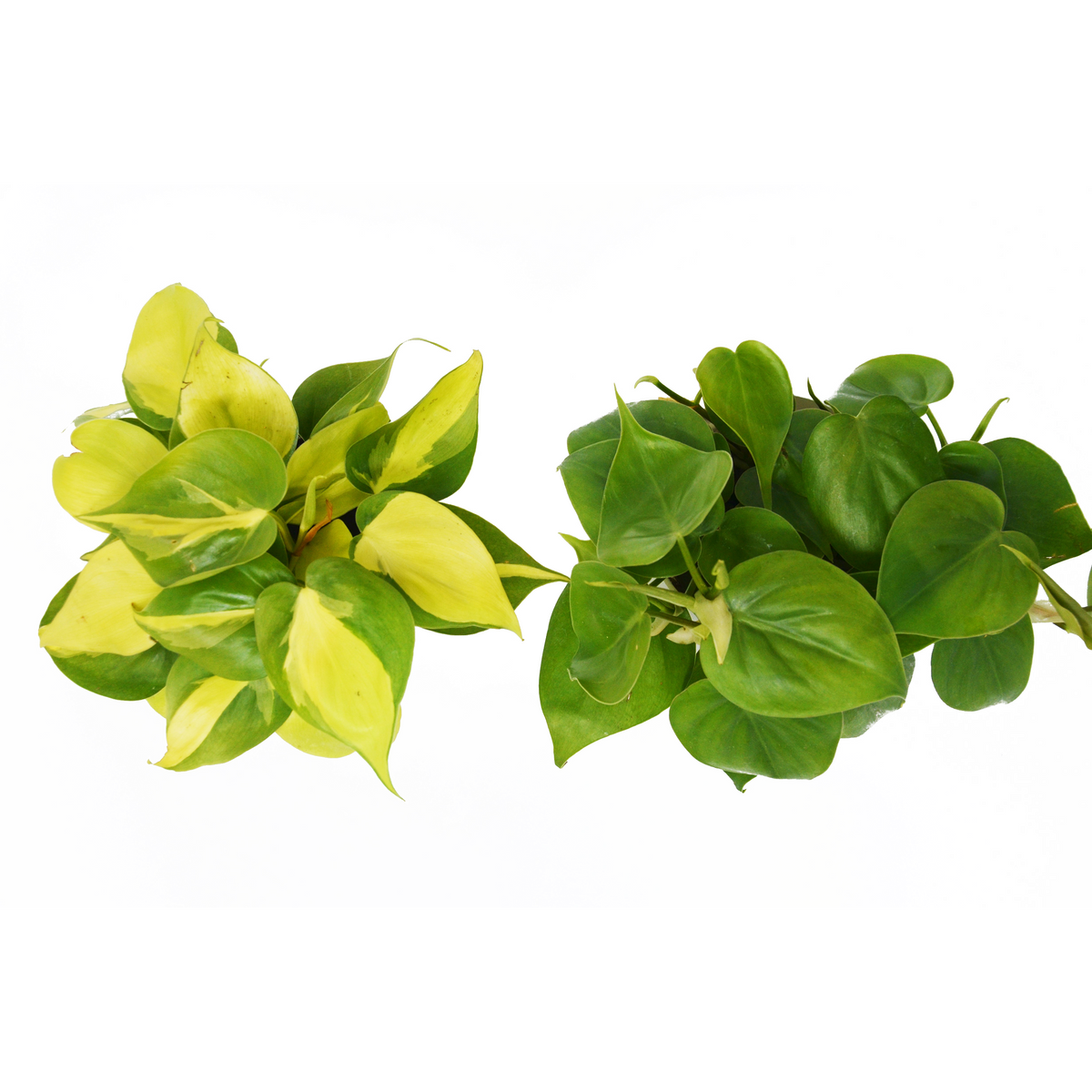 2 Philodendron Variety Pack