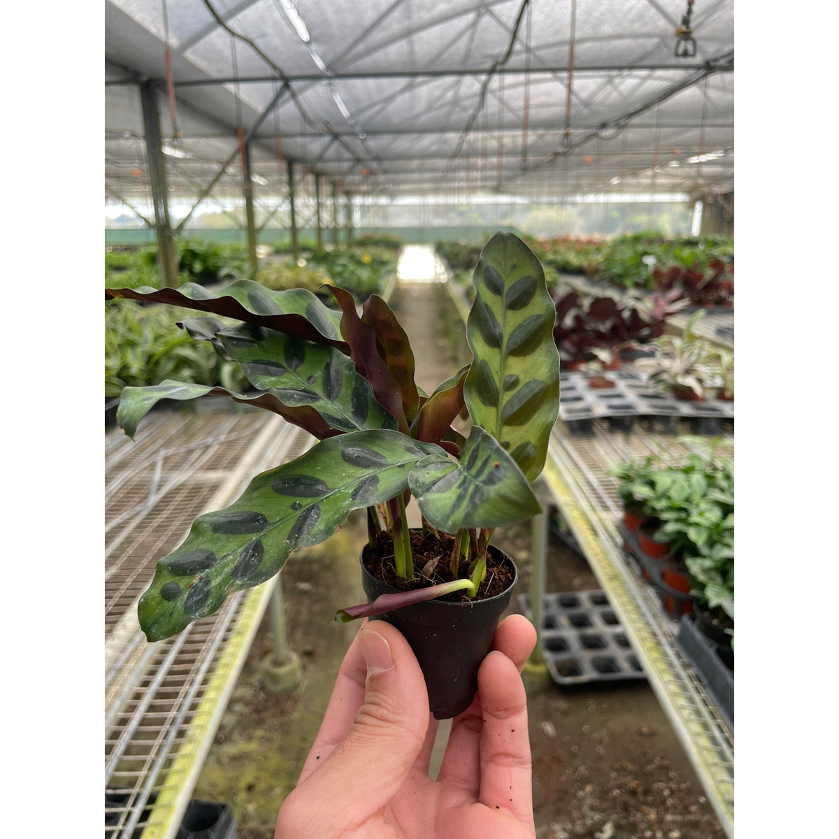 Calathea Rattlesnake