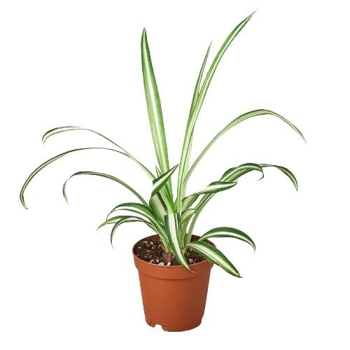 Reverse Spider Plant
