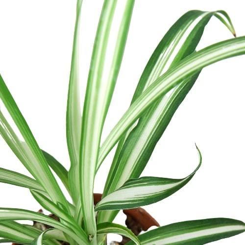 Reverse Spider Plant