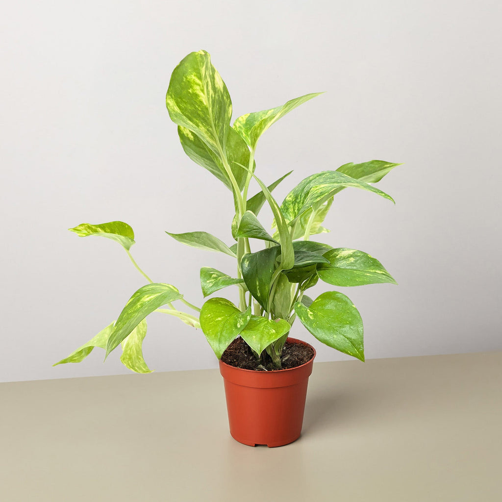 Pothos 'Golden' - 4" Pot