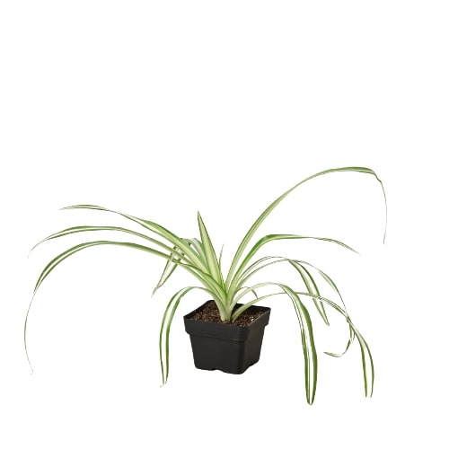 Reverse Spider Plant