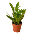 Croton 'Gold Dust' - 4" Pot