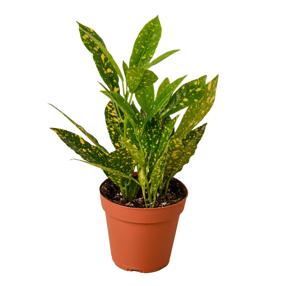 Croton 'Gold Dust' - 4" Pot