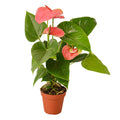Anthurium 'Pink' - 4" Pot