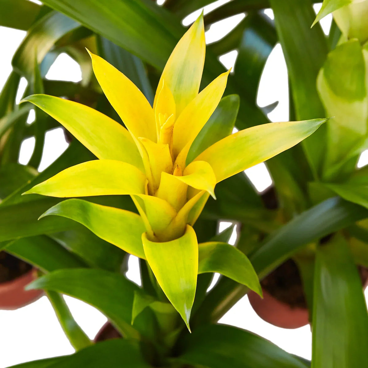 Yellow Guzmania Bromeliad