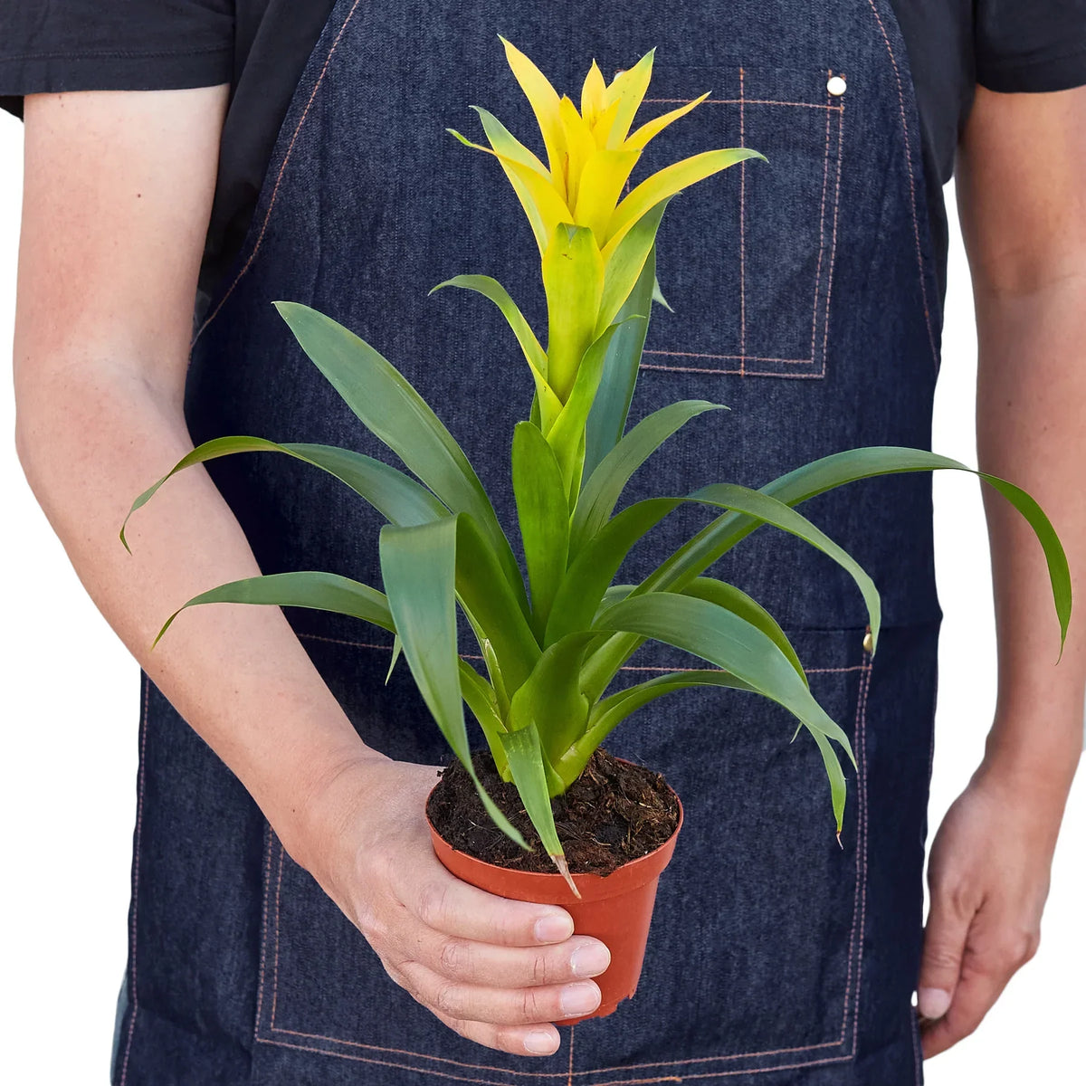 Yellow Guzmania Bromeliad
