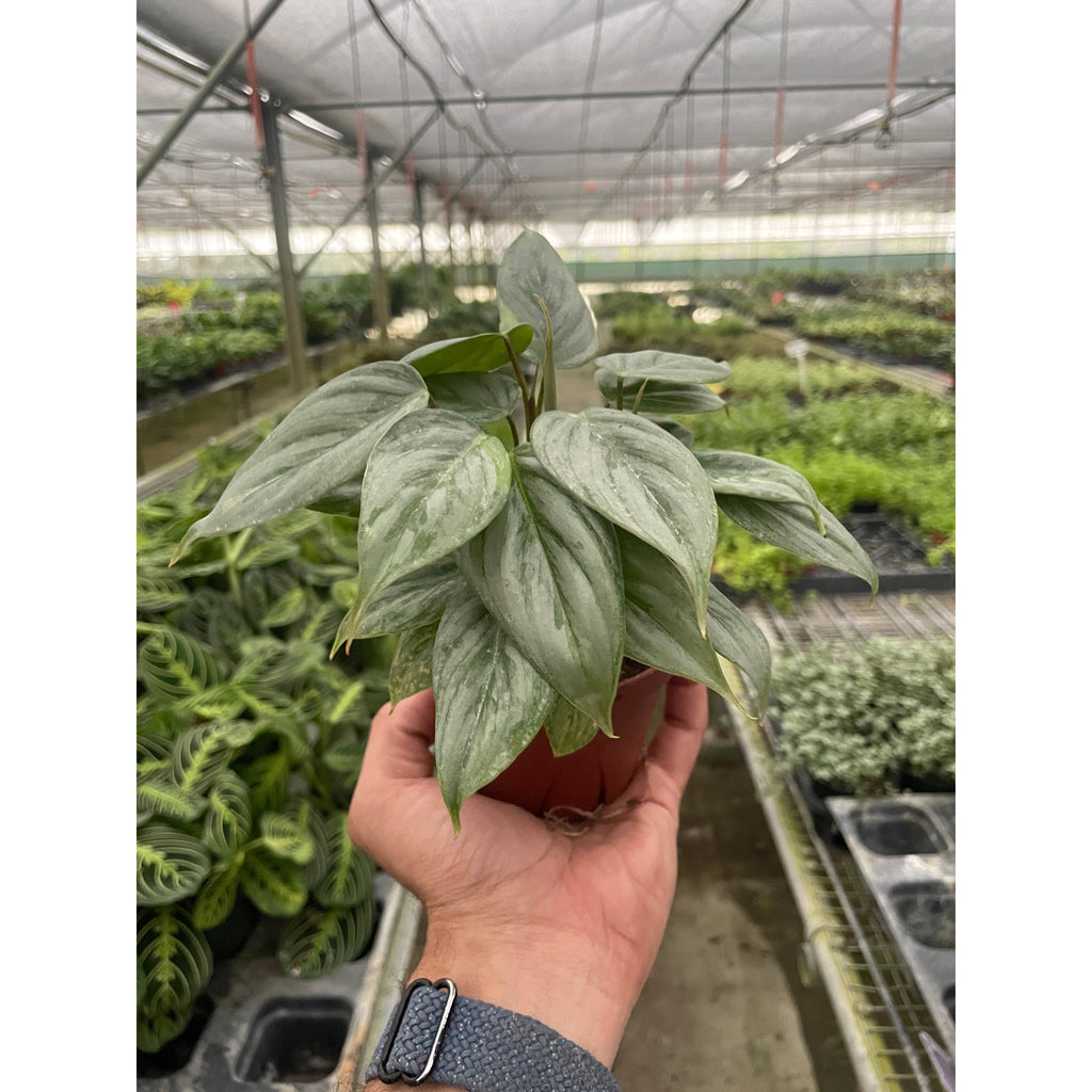 2 Philodendron Variety Pack