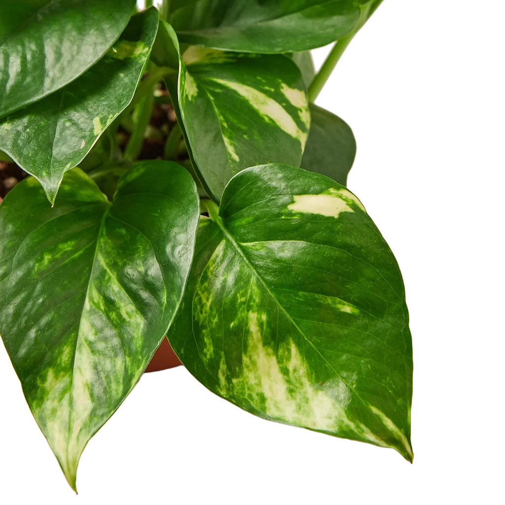 Pothos 'Golden' - 4" Pot