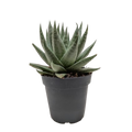 Succulent Haworthia Savanna