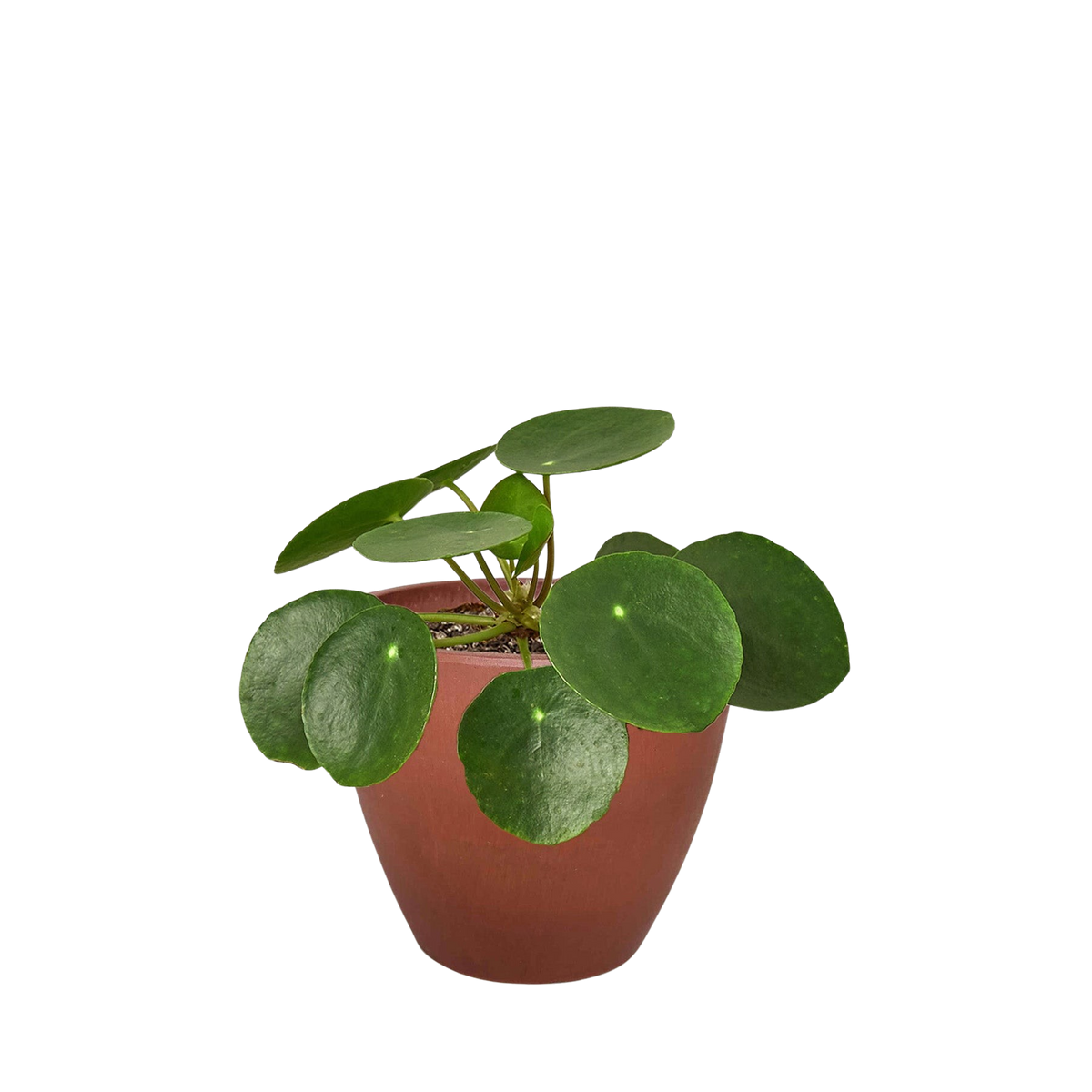 Pilea Peperomioides 'Chinese Money'