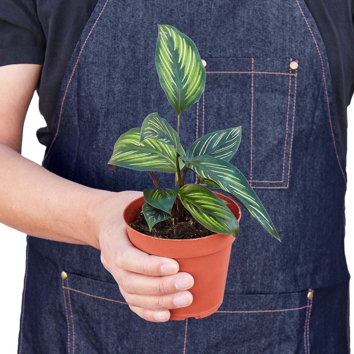 Calathea