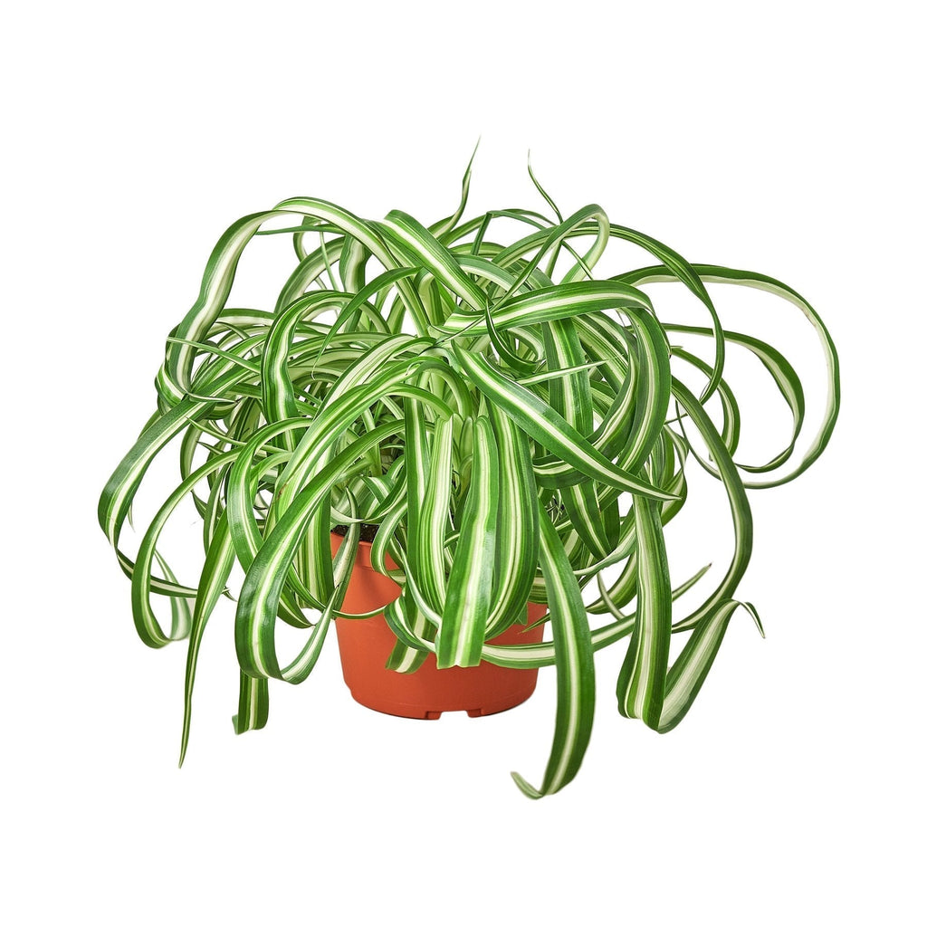 Hawaiian Spider Plant