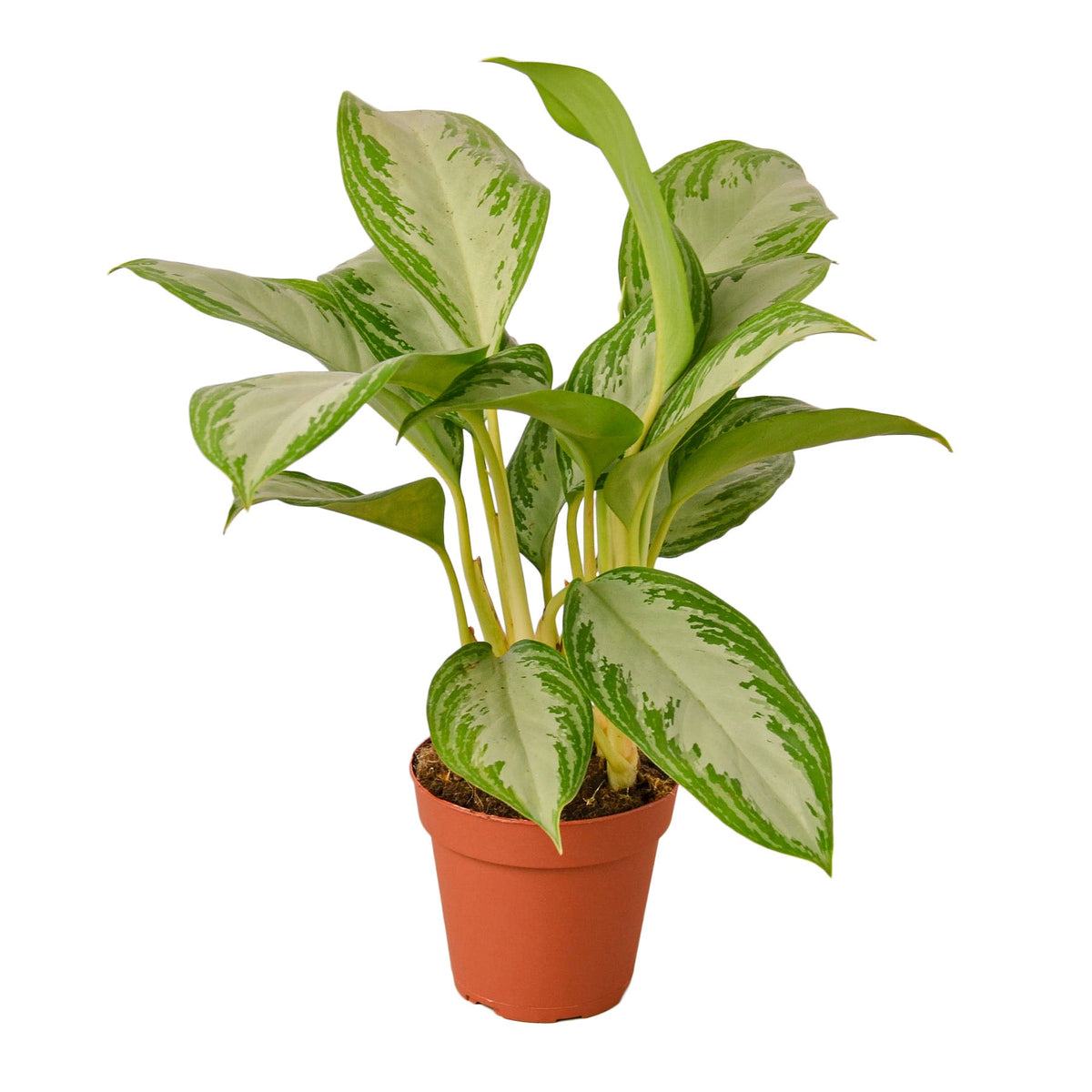 Chinese Evergreen