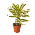 Dracaena
