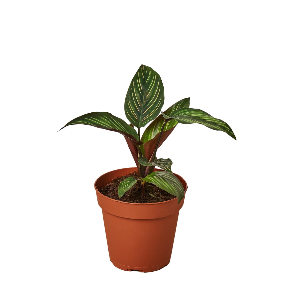 Calathea