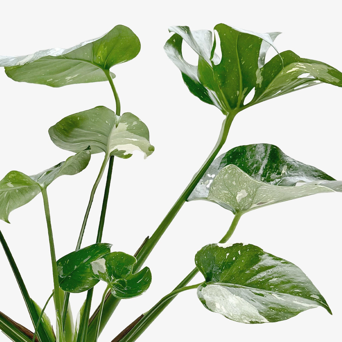 Monstera 'Thai Constellation'