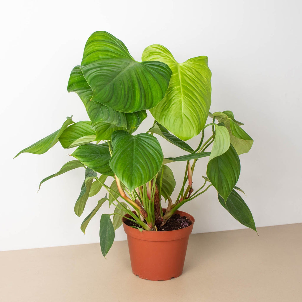 2 Philodendron Variety Pack