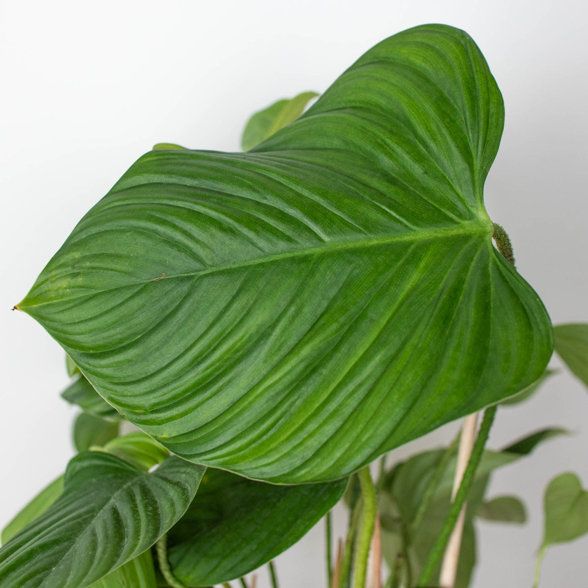 2 Philodendron Variety Pack