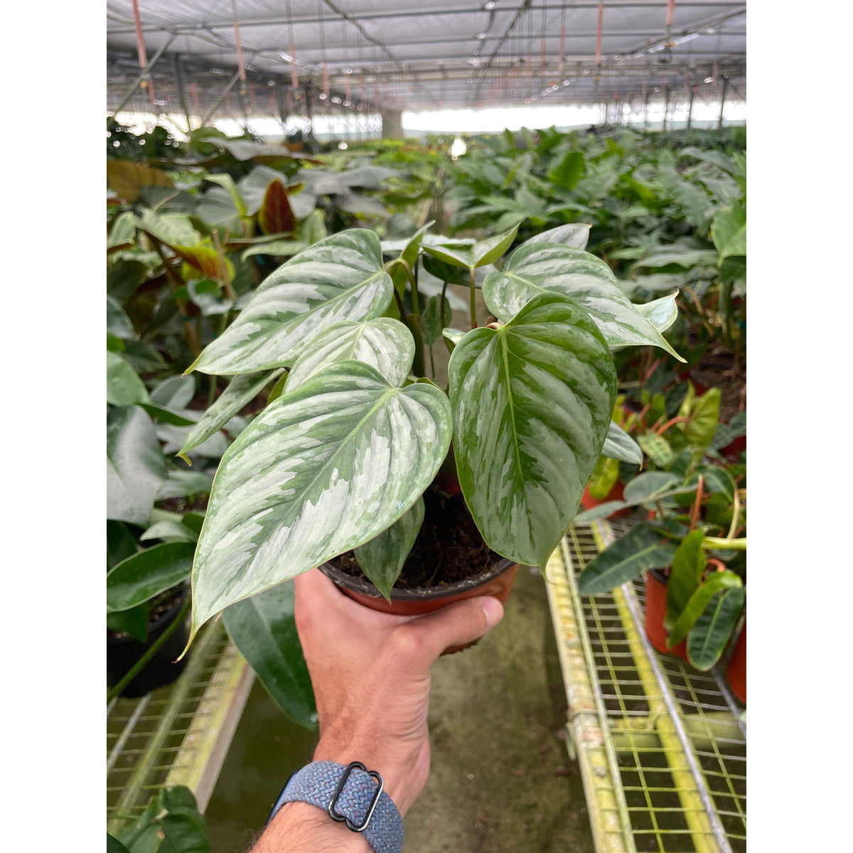 2 Philodendron Variety Pack