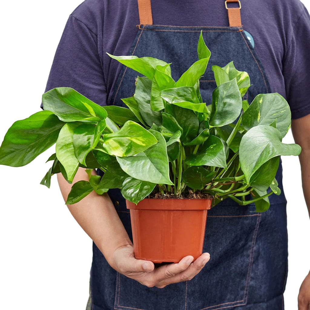 Pothos 'Golden' - 4" Pot