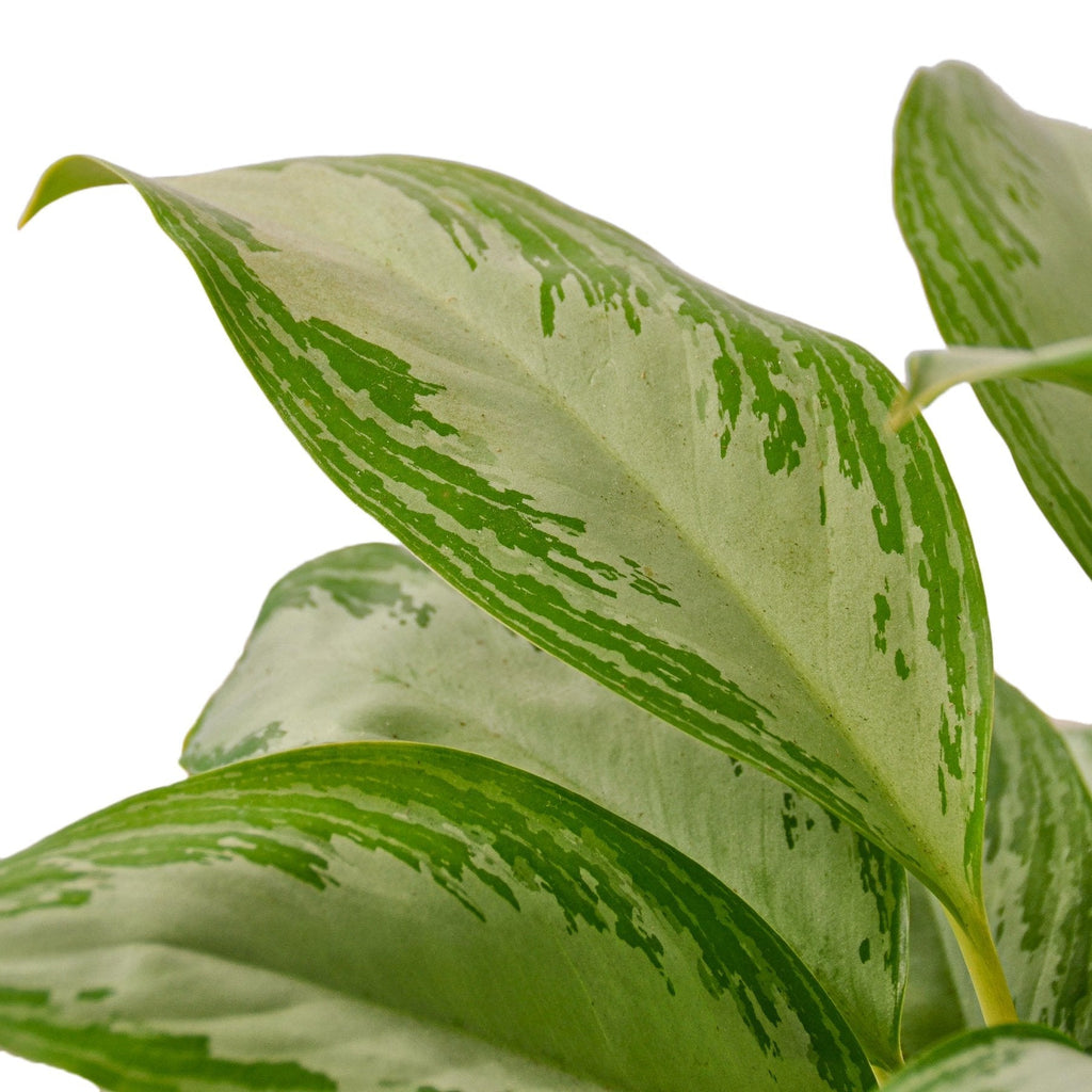 Chinese Evergreen