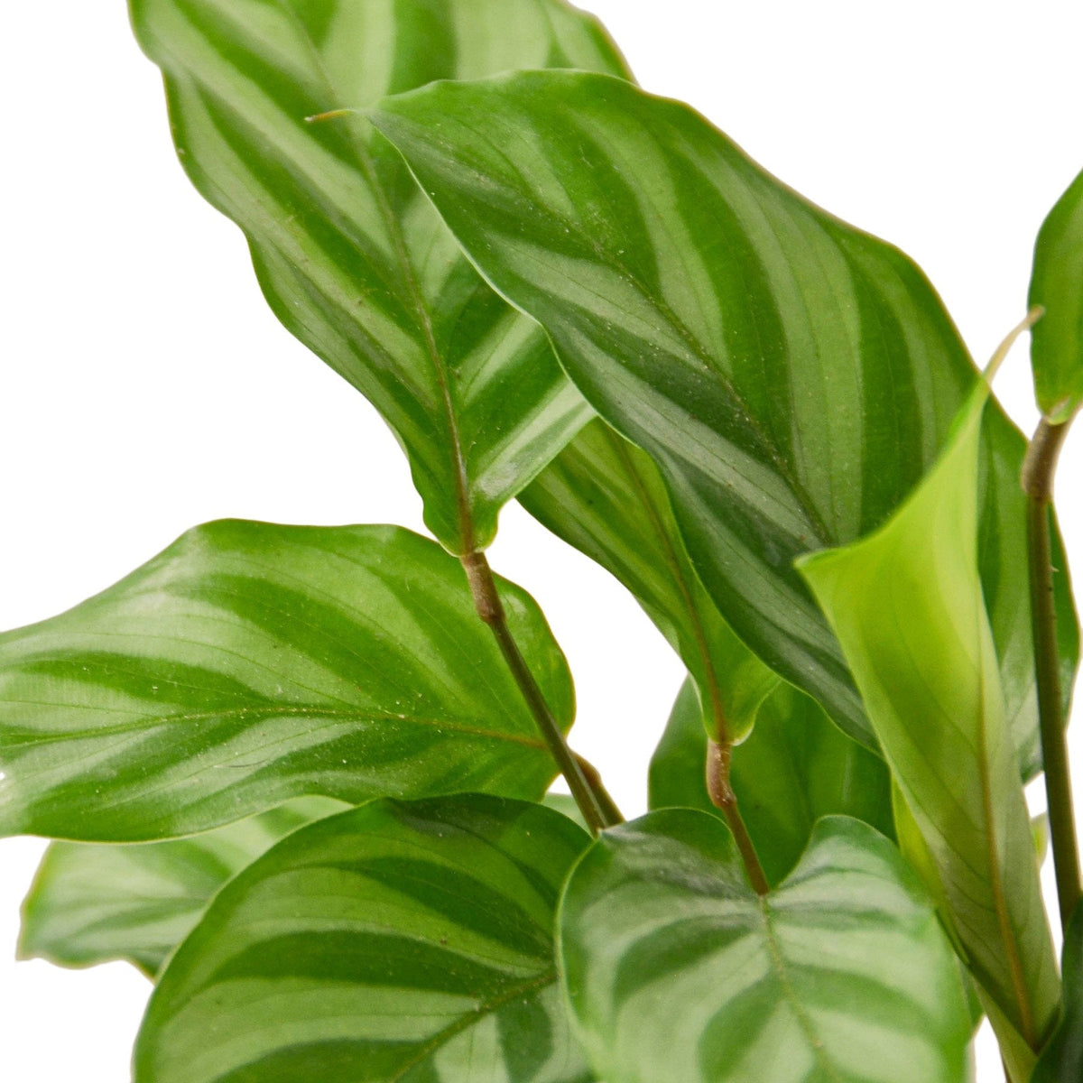 Calathea Concinna